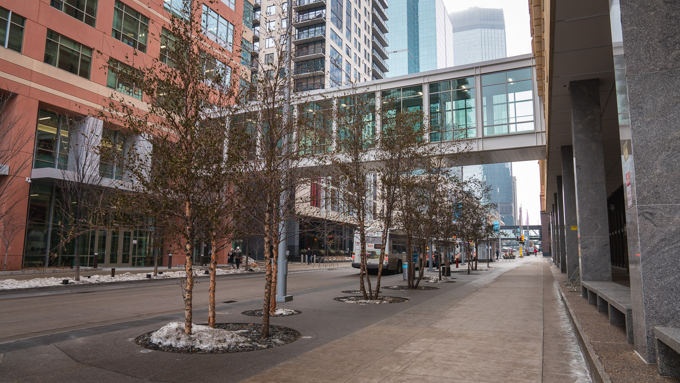 Street trees along Nicollet Mall in downtown Minneapolis.