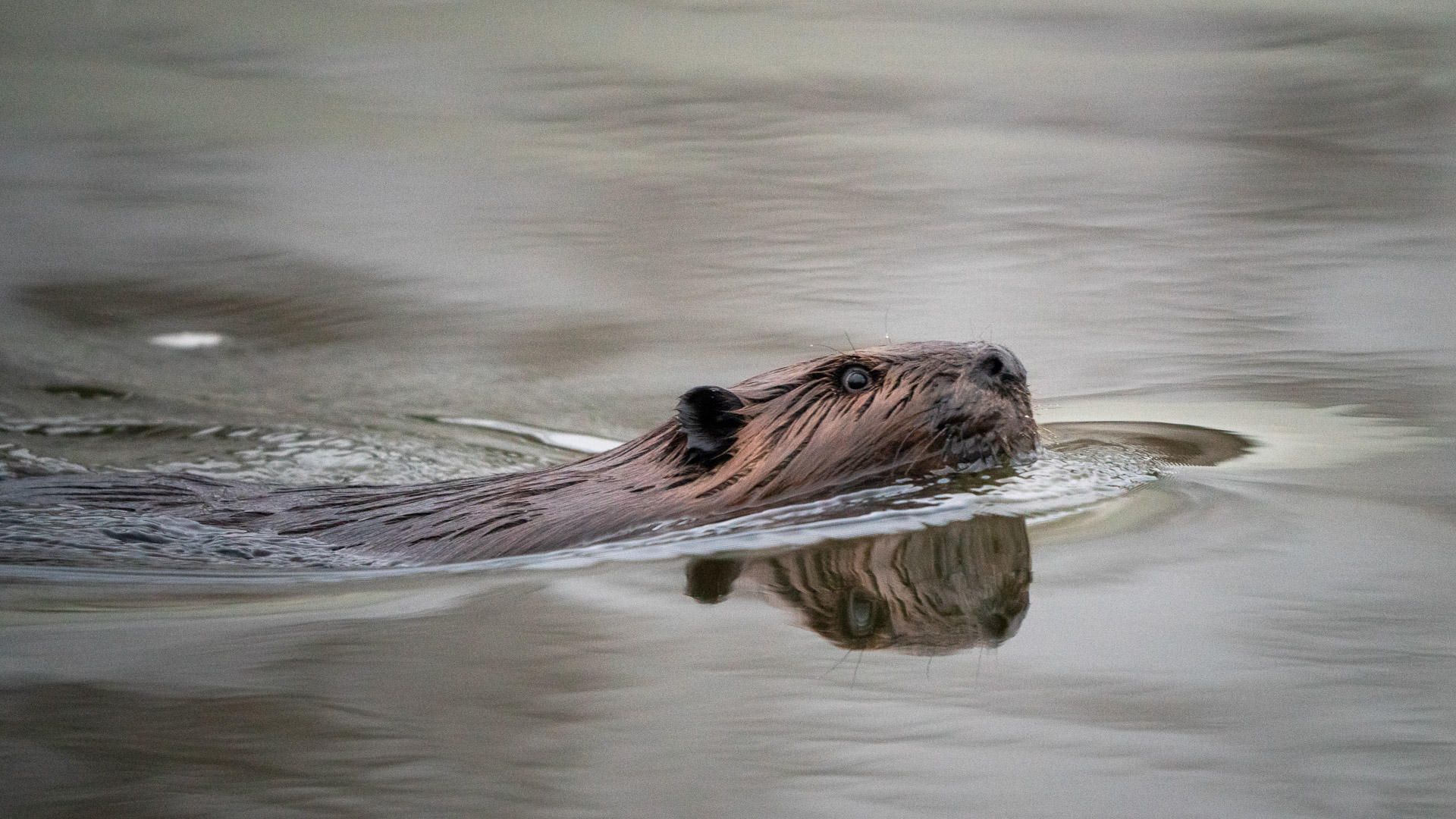 An American beaver swimming in the Mississippi River.