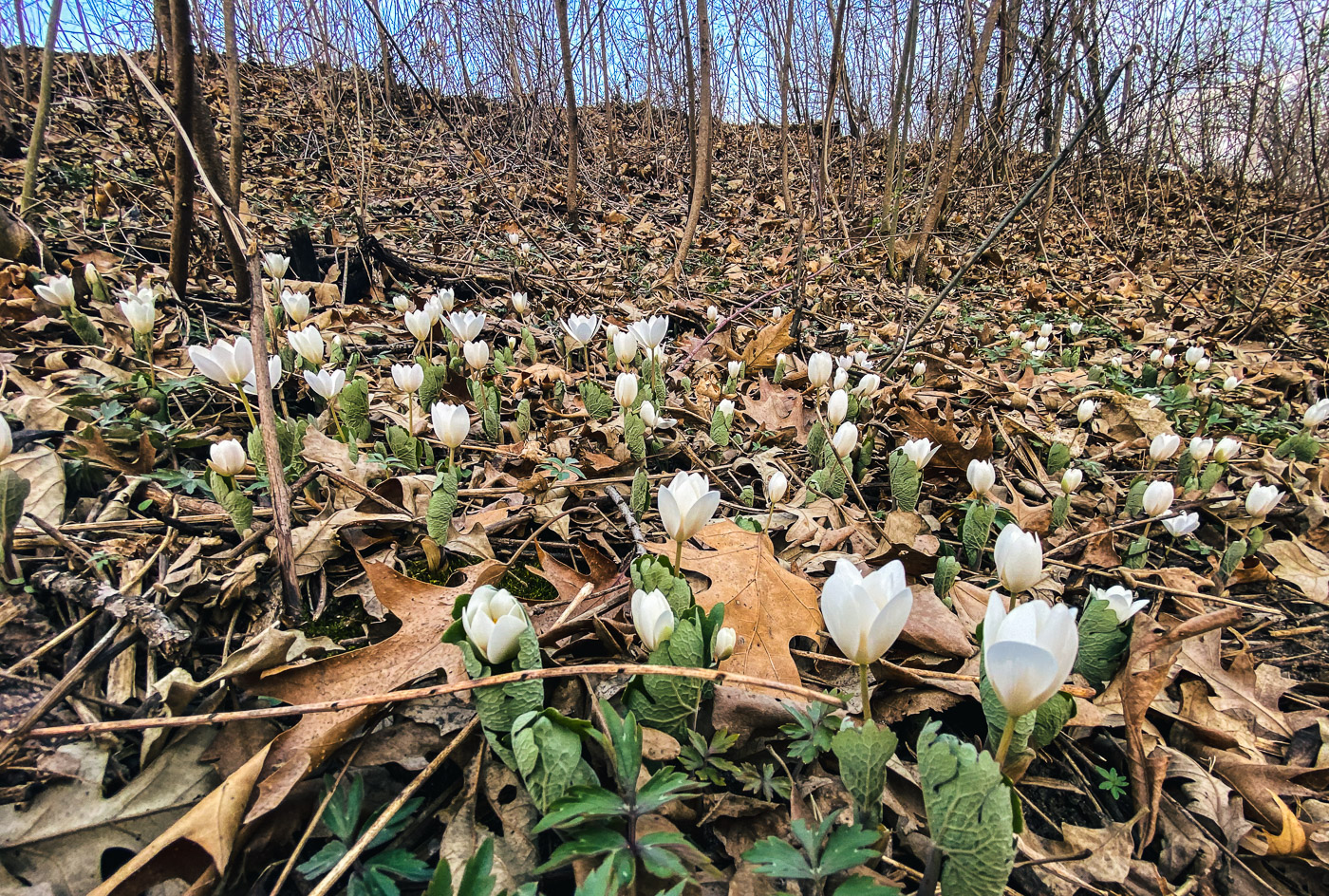 Wild bloodroot in the Mississippi River Gorge.