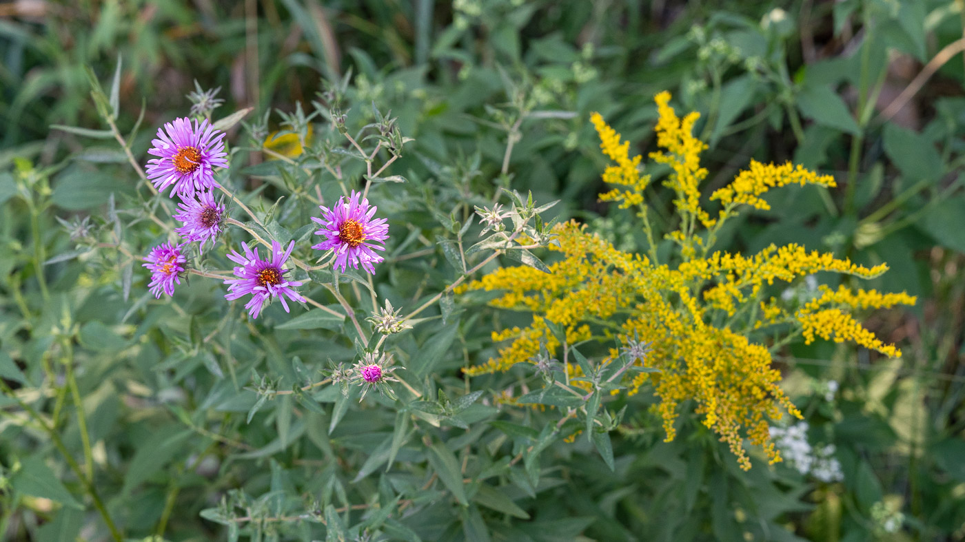 Aster and goldenrod flowers.