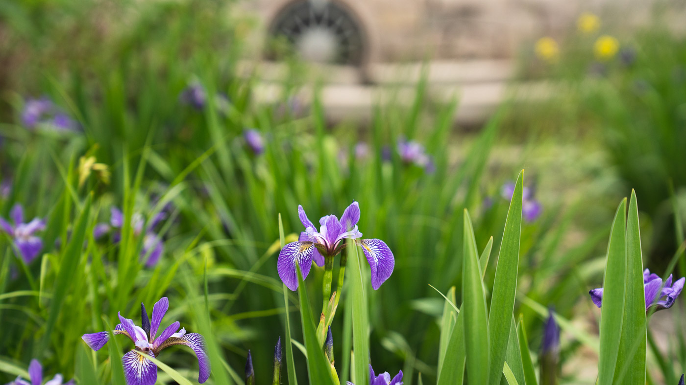 Close-up of blue flag iris in a stormwater basin.