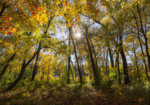 Tree leaves turning yellow and orange on the Mississippi River