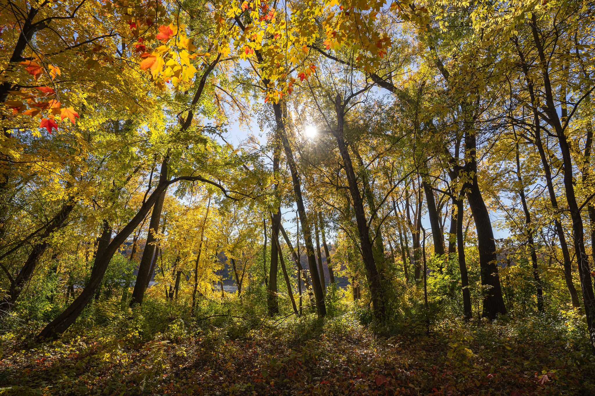 Tree leaves turning yellow and orange on the Mississippi River