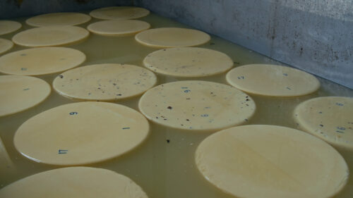 Round Wheels Of Pressed Green Cheese Floating In Tub Of Brine With Plastic Numbers On Top During Salting Process At Artisan Factory